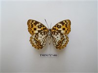 藏品(臺灣燦蛺蝶)的圖片